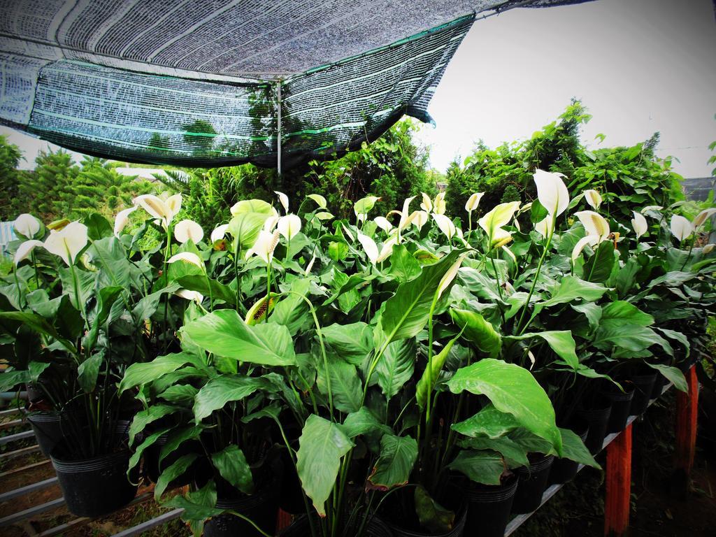 Flower & Frog Homestay Sa Dec Exterior foto